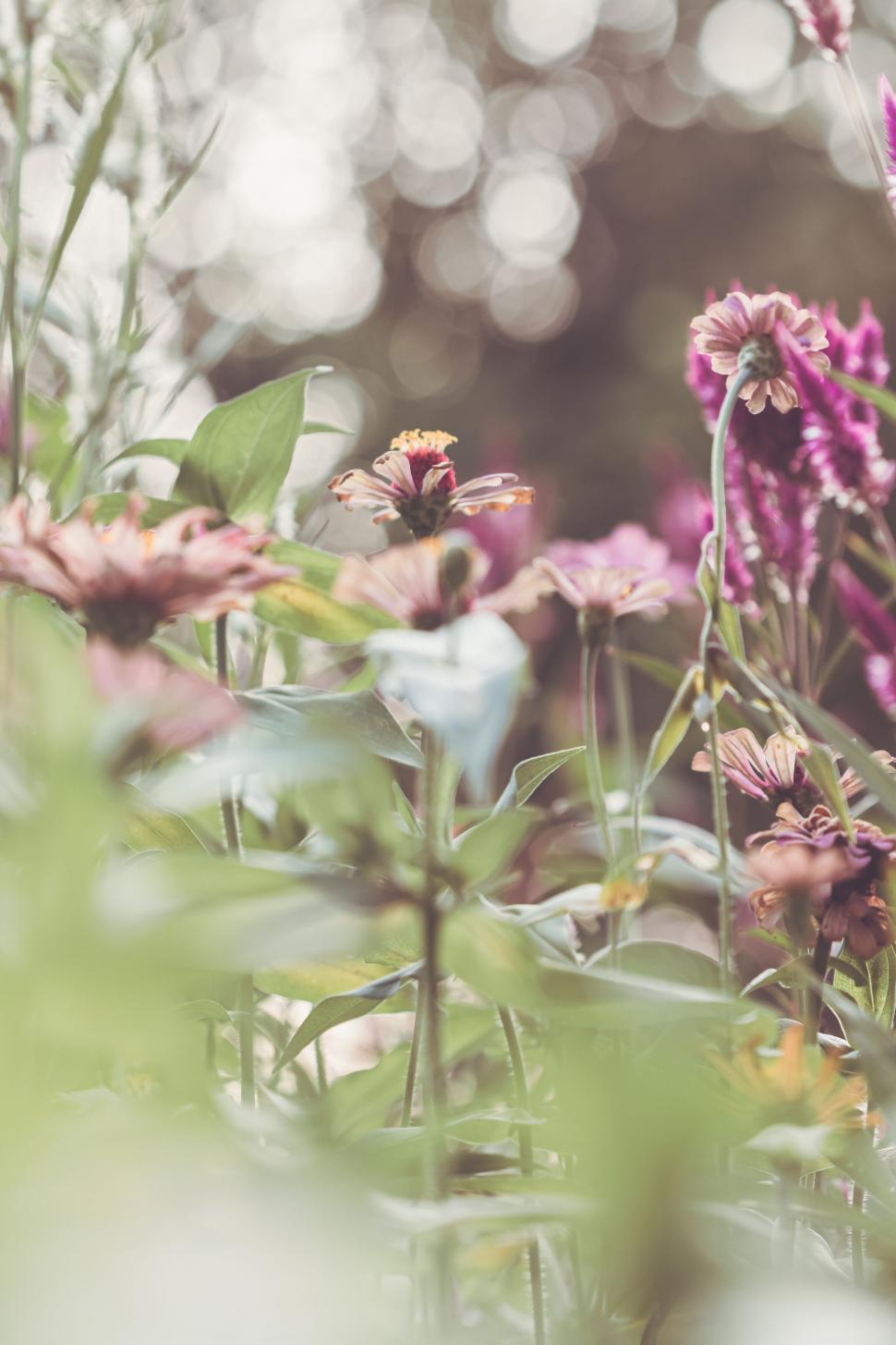 Free Image of Soft focus on garden flowers with pink and purple blooms. 