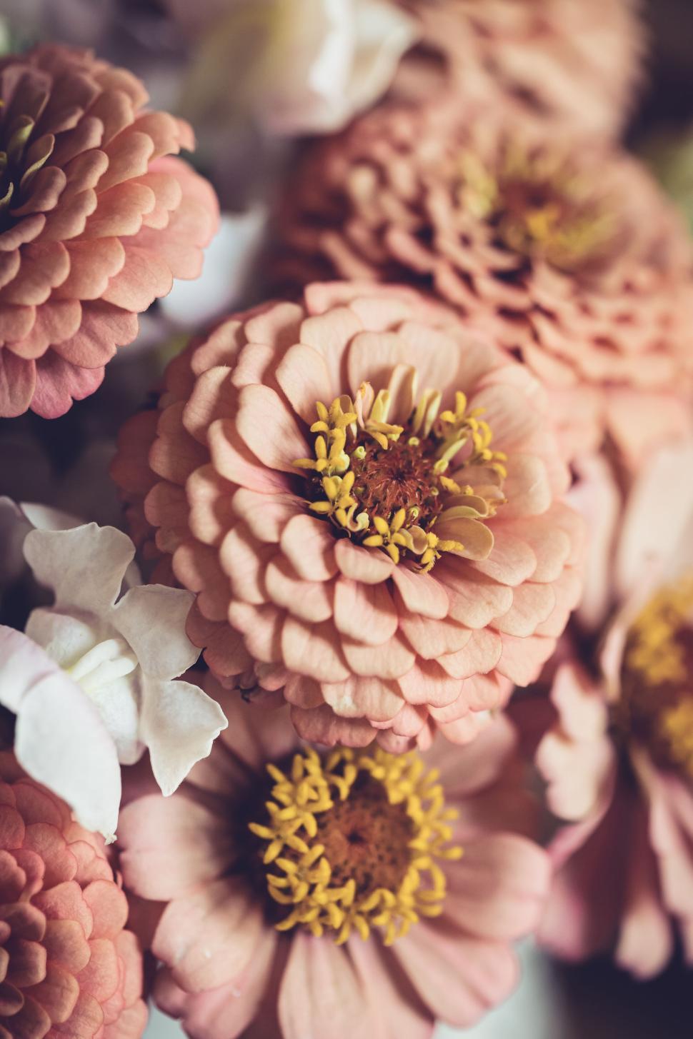Free Image of Close-up of pastel-colored zinnia flowers in soft focus setting 