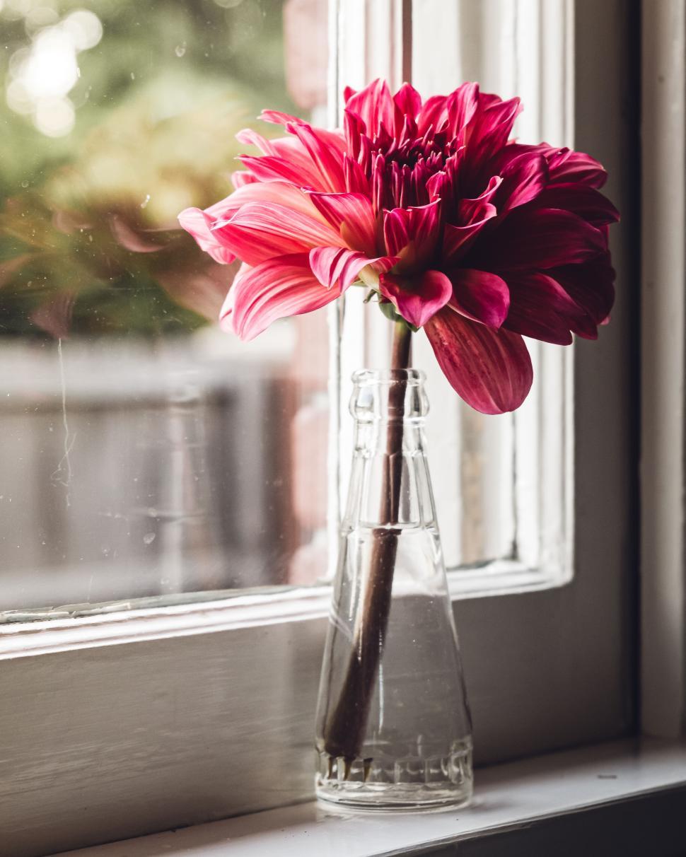 Free Image of Single pink dahlia in a glass vase on windowsill with natural light. 