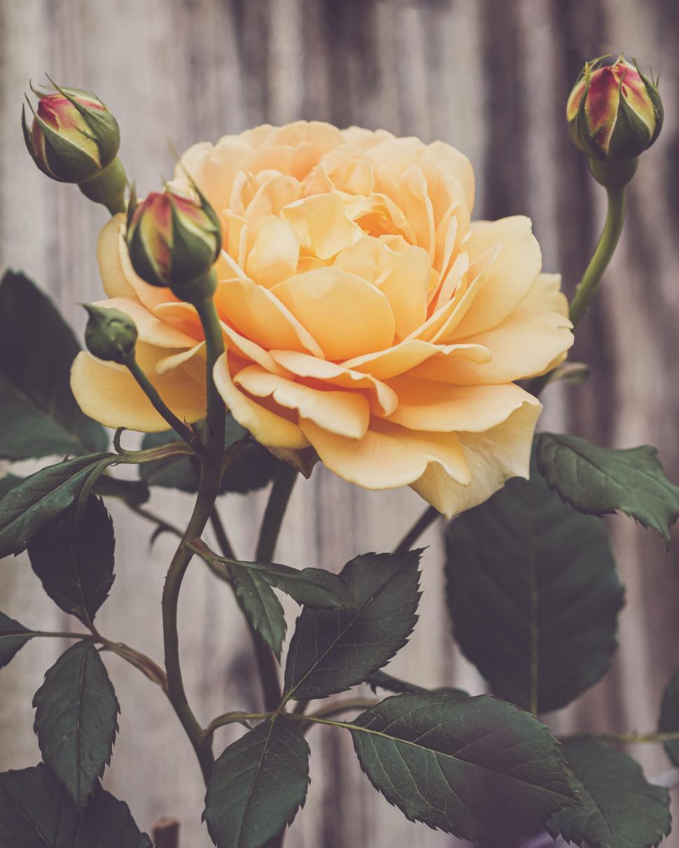 Free Image of Gorgeous yellow rose with buds against a rustic wooden background 