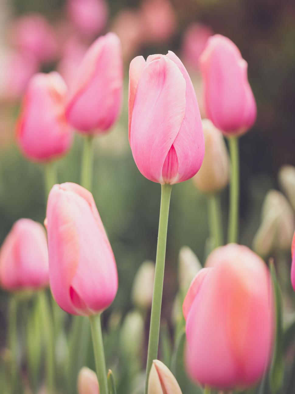 Free Image of Elegant pink tulips standing tall amidst a field of blooming flowers 
