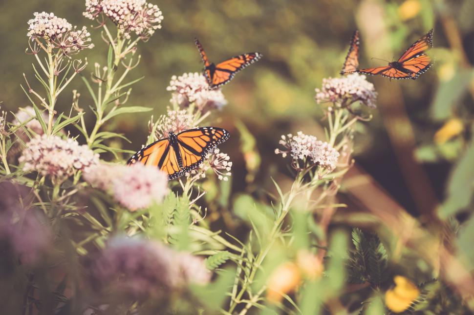 Free Image of Monarch butterflies flying around blooming wildflowers in nature 