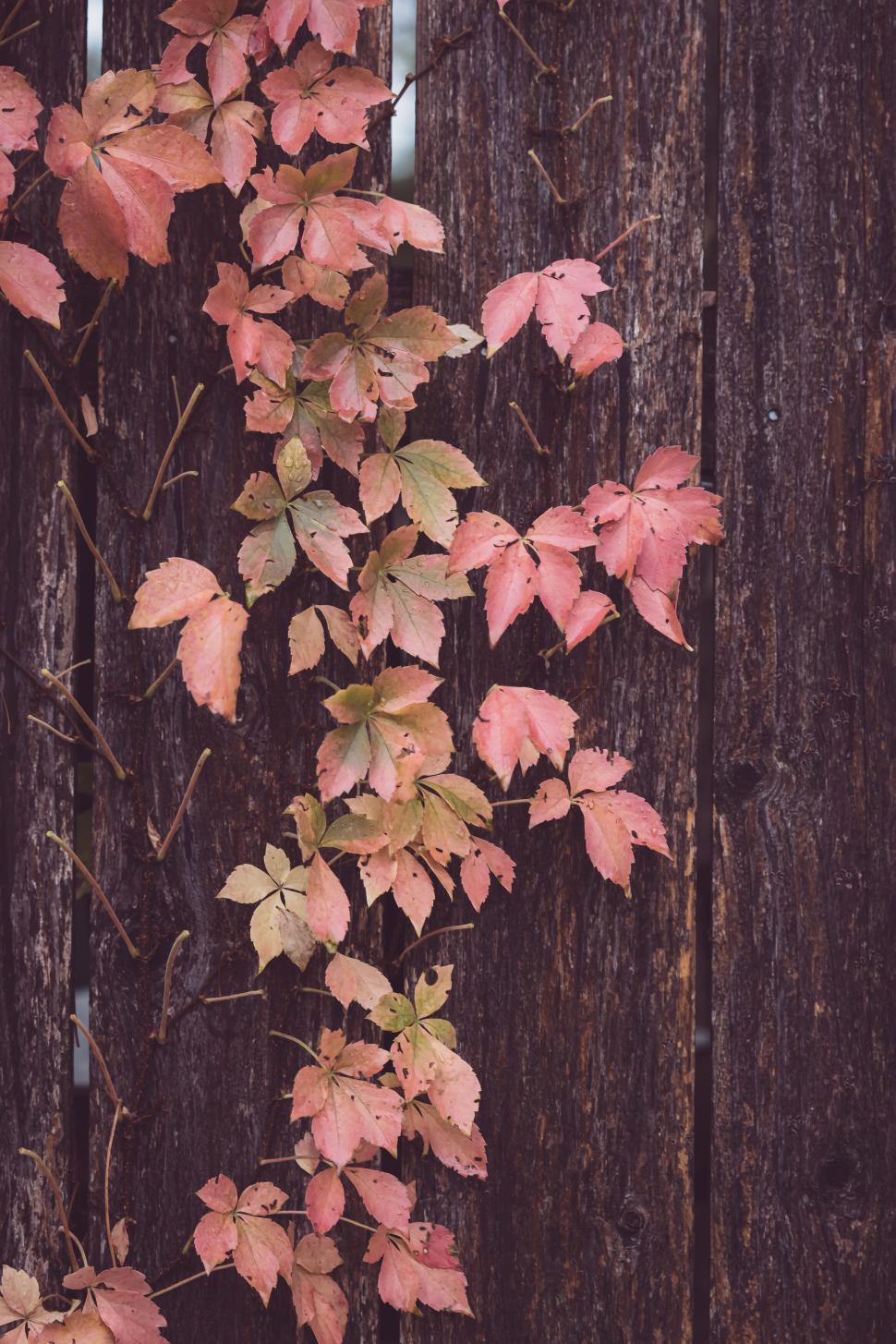 Free Image of Vibrant pink leaves climbing a rustic wooden fence in autumn sun 