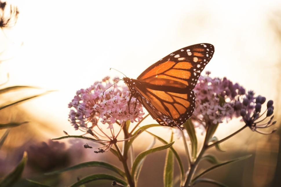 Free Image of Monarch butterfly perched on pink flower in soft evening light 