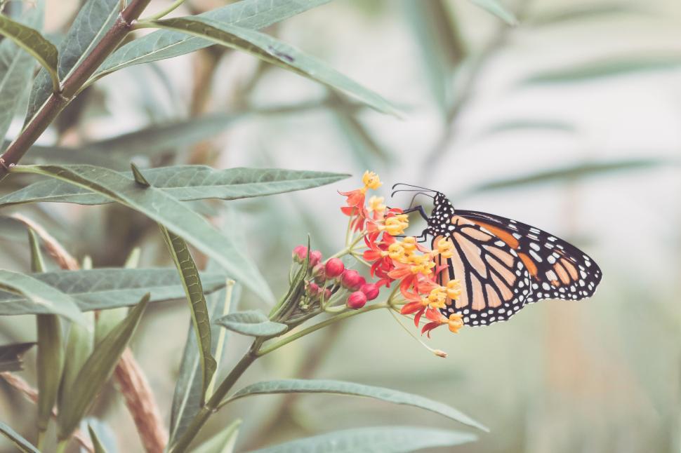 Free Image of Monarch butterfly feeding on vibrant orange and red flowers 