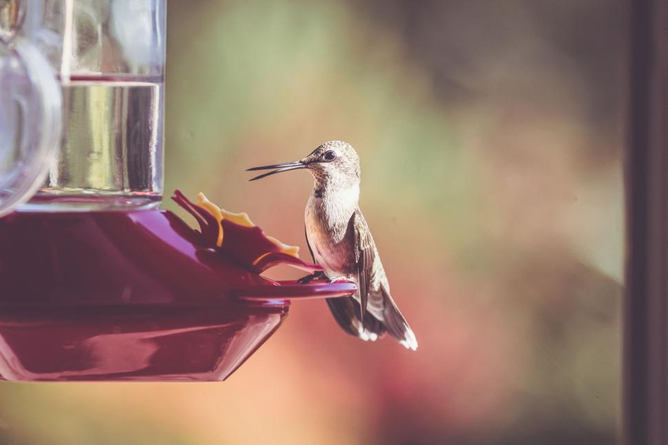 Free Image of Hummingbird feeding at a red feeder with a blurred background 