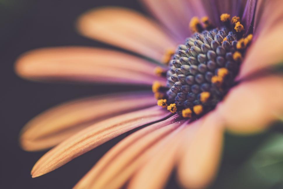 Free Image of Close-up of a flower with soft petals and a detailed center 