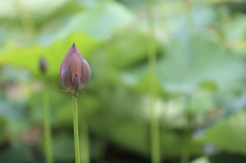 Free Image of Budding lotus flower with green blurred background in nature 