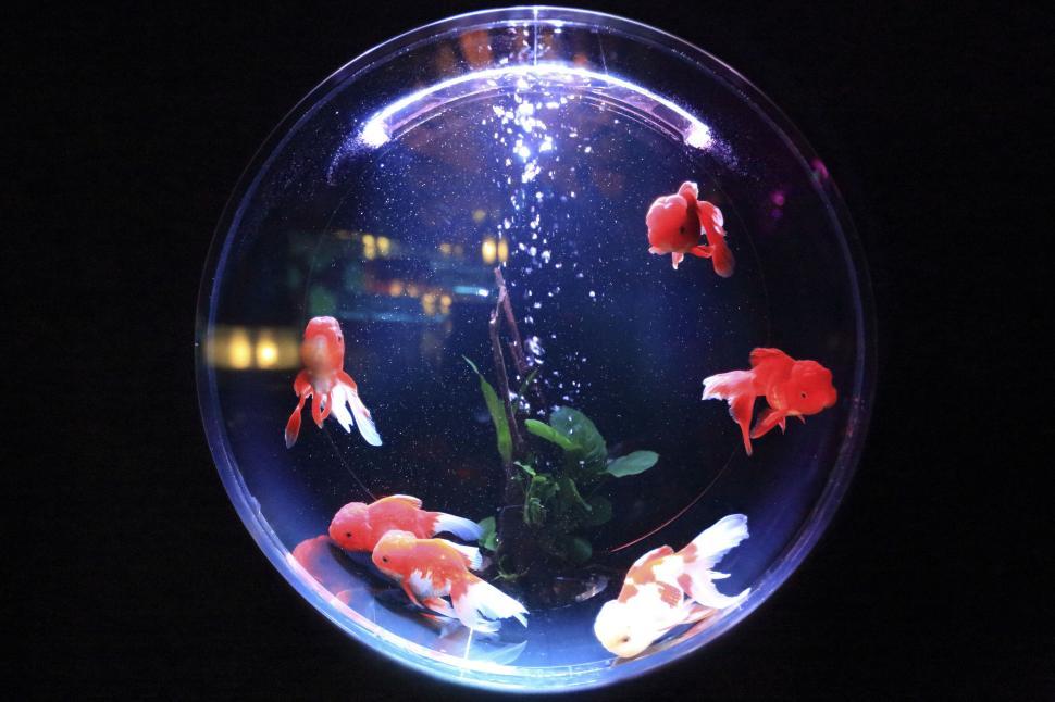 Free Image of Group of goldfish swimming in a round aquarium with bubbles 