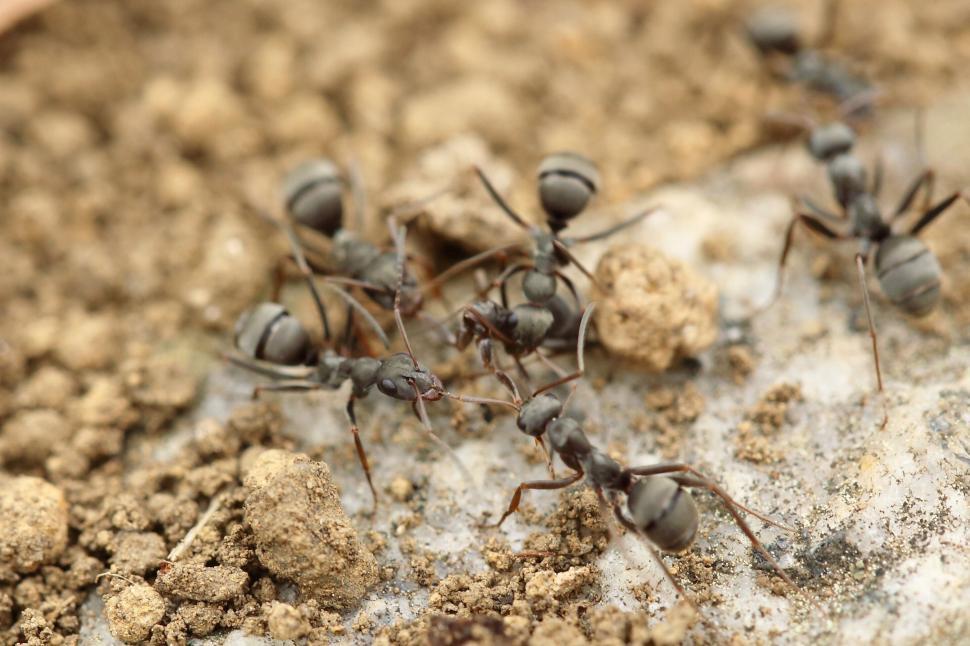 Free Image of Close-up of ants on the ground showcasing their detailed bodies 
