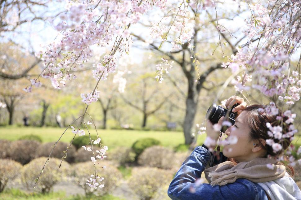 Free Image of Person taking photos amidst cherry blossoms during springtime 