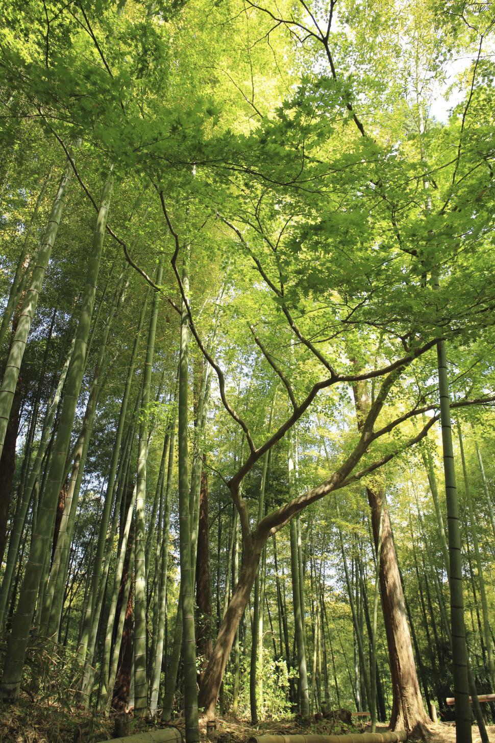 Free Image of Tall bamboo forest filled with lush green trees and sunlight 