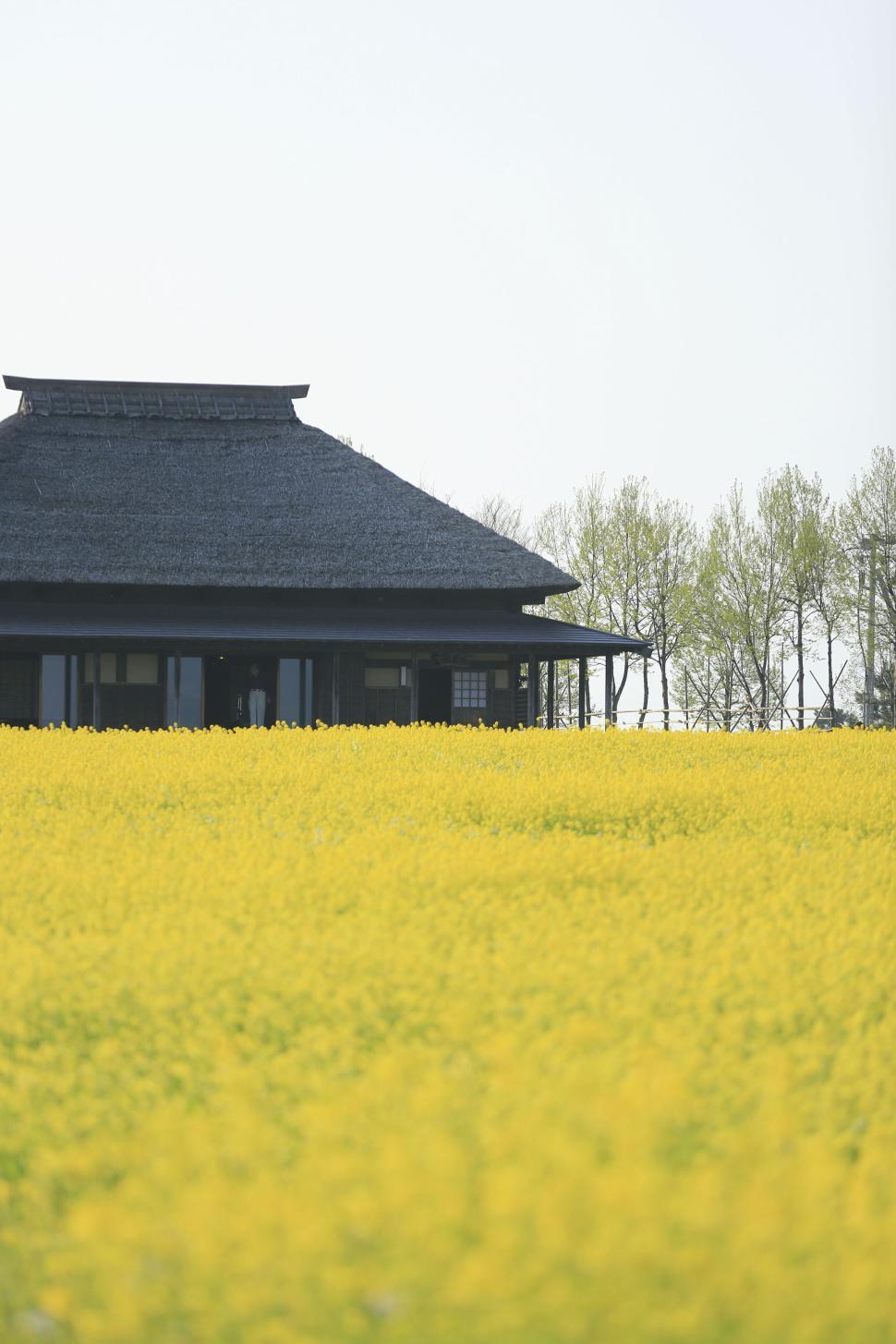 Free Image of Traditional house surrounded by vibrant yellow field of flowers 