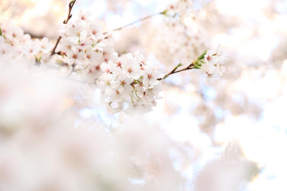 Free Image of Cherry blossoms in full bloom with soft white and pink petals. 