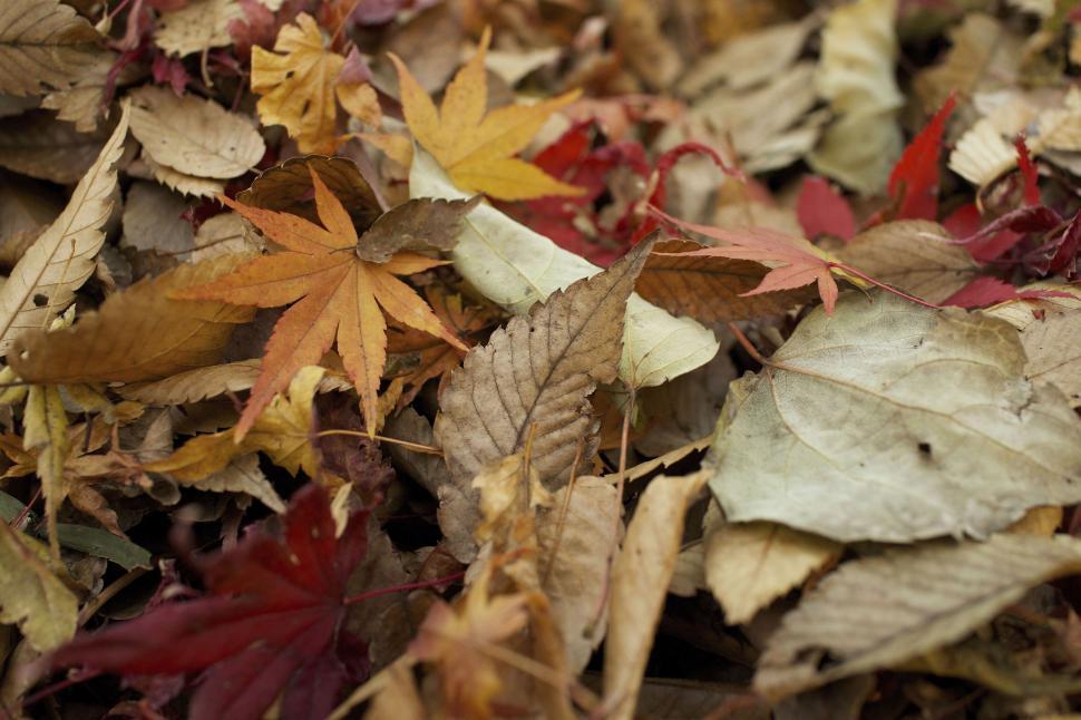 Free Image of Colorful autumn leaves on the ground close-up photography shot 