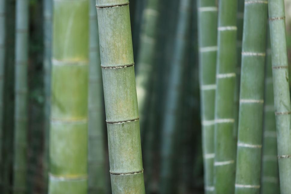 Free Image of Close-up of bamboo forest with tall green bamboo stalks 