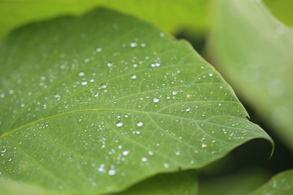 Free Image of Close-up of dew-covered leaf capturing nature s detailed artistry 