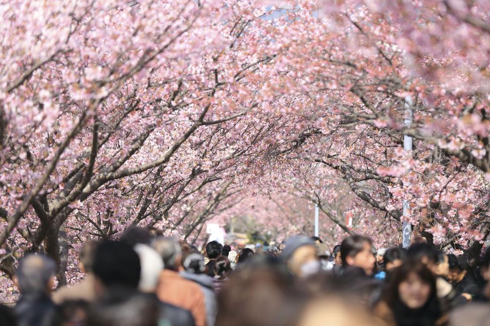 Free Image of Crowd beneath blooming cherry blossoms and arching pink flowers 