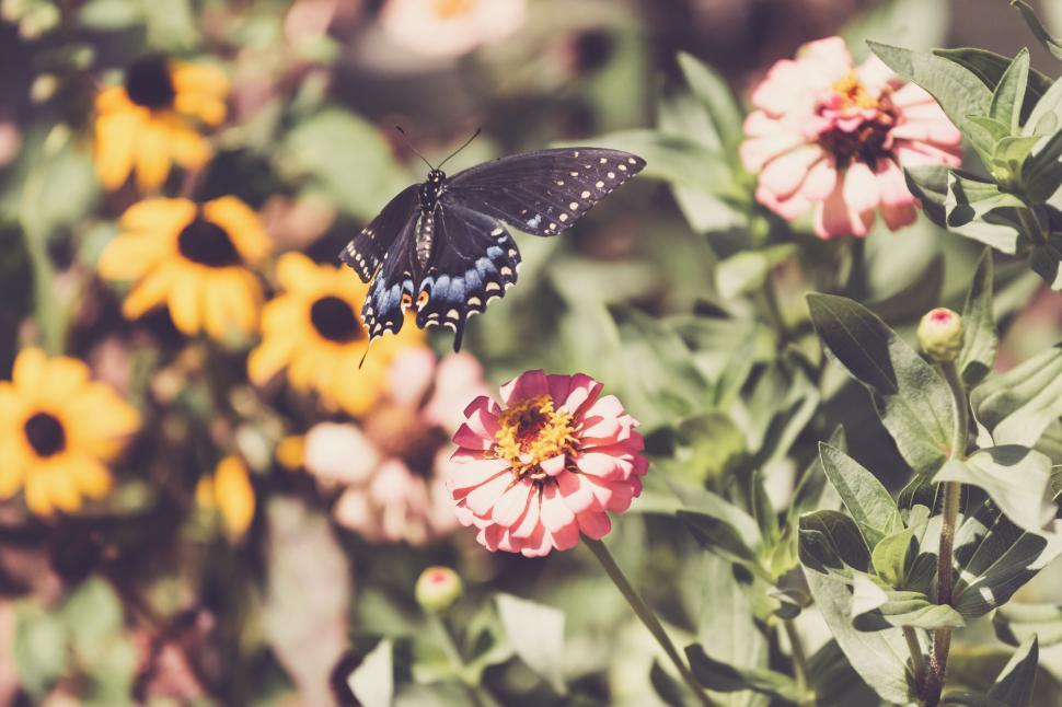 Free Image of Butterfly lands gracefully on a pink flower in a vibrant garden 