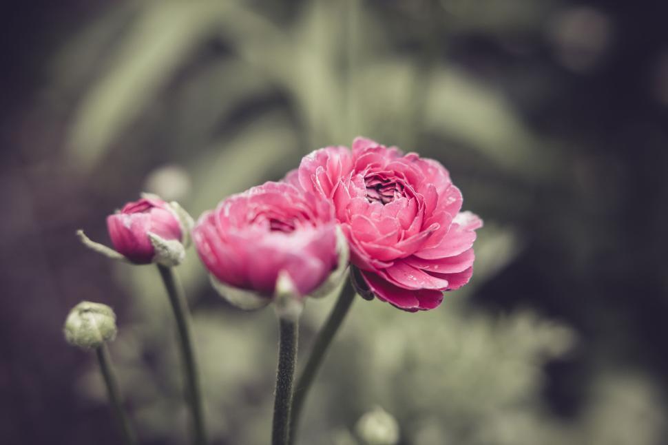 Free Image of Close-up of pink flowers in a garden with blurred background 