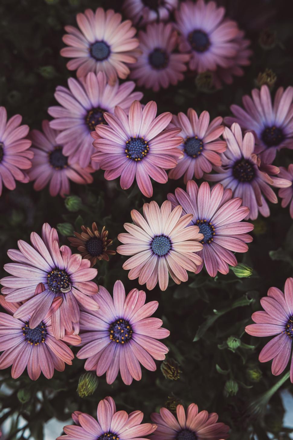 Free Image of Close-up of purple daisies with vivid petals and dark centers 