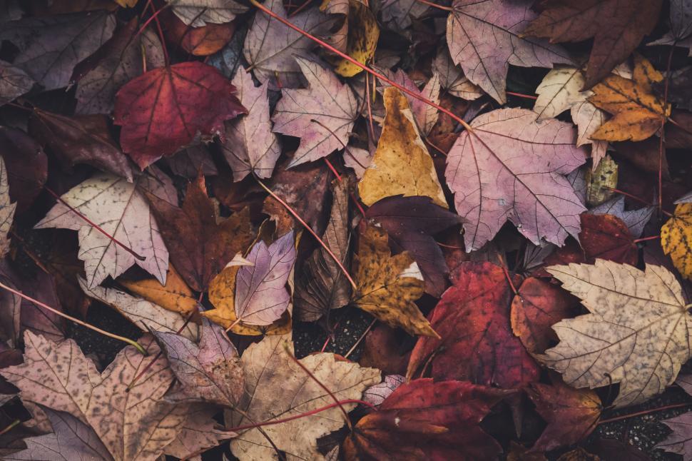 Free Image of Colorful autumn leaves covering the ground in a beautiful display 