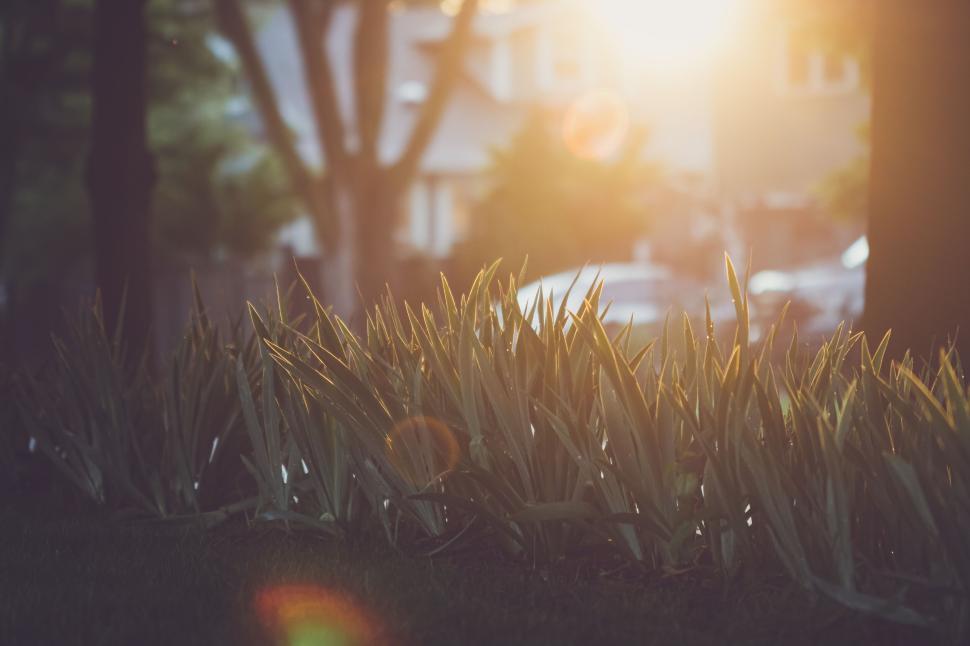 Free Image of Sunlight illuminates garden with green plants and houses in background 