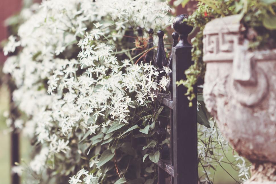 Free Image of White flowers on vine climb an ornate black iron garden fence 