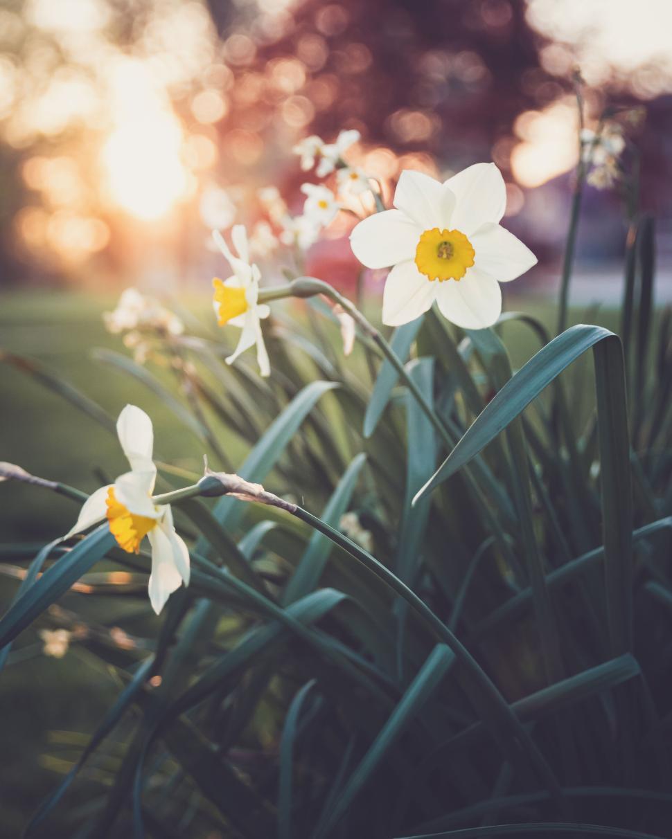 Free Image of Daffodils in garden basking in the warm glow of evening sunlight 