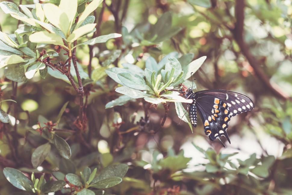 Free Image of Colorful butterfly perched on green leaves in a natural setting. 