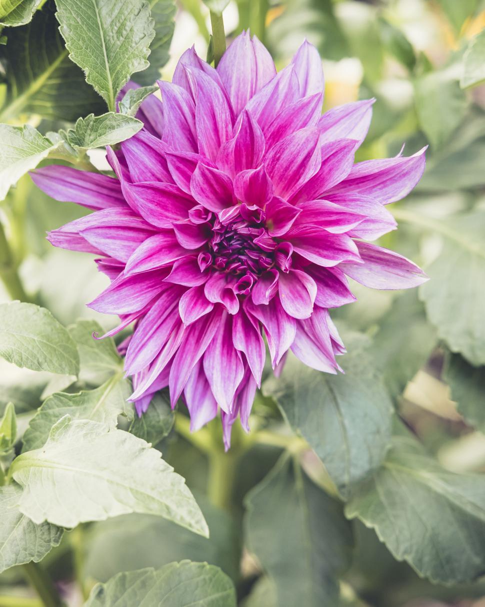 Free Image of Vibrant pink dahlia flower with lush green foliage surrounding it. 