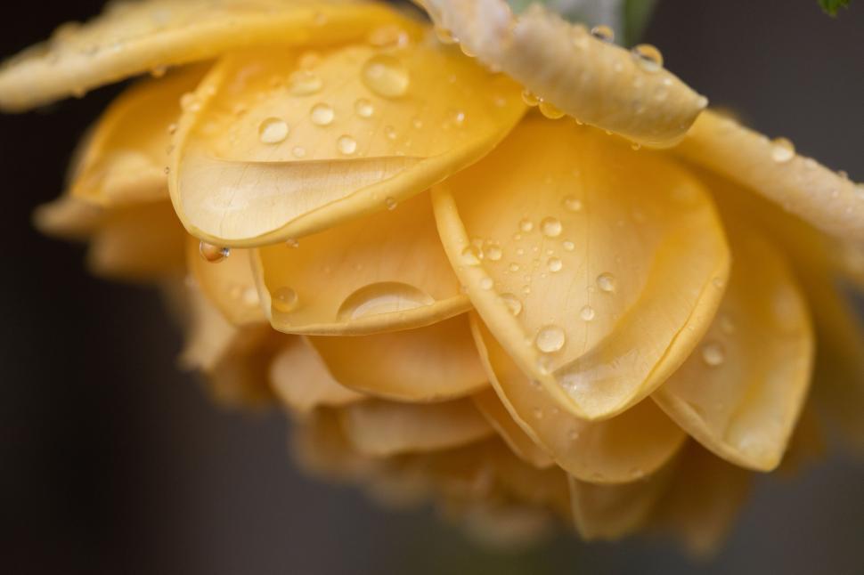 Free Image of Close-up of yellow flower covered in raindrops, serene and fresh. 