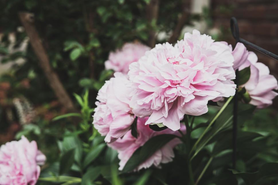 Free Image of Pink peonies blooming in garden, lush and vibrant floral display. 