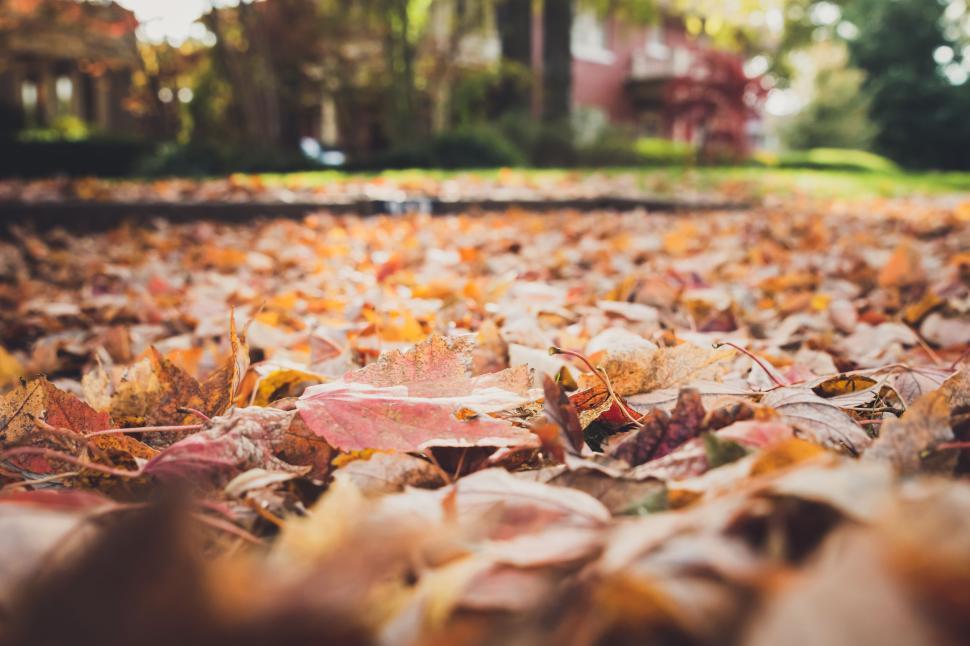 Free Image of Fallen autumn leaves covering ground, warm and nostalgic scenery. 