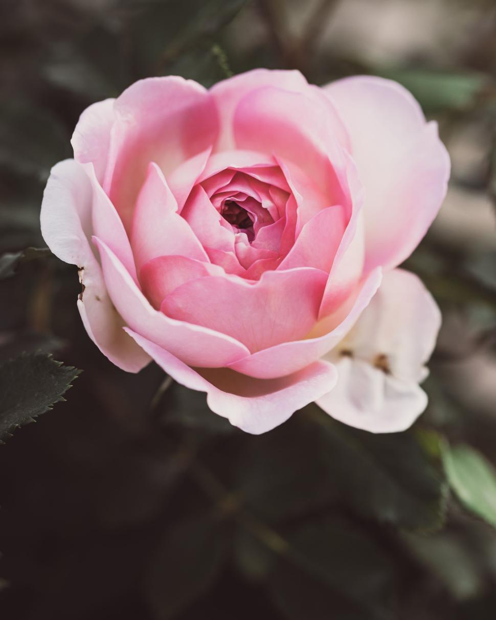 Free Image of Close-up of vibrant pink rose blooming, displaying natural elegance. 