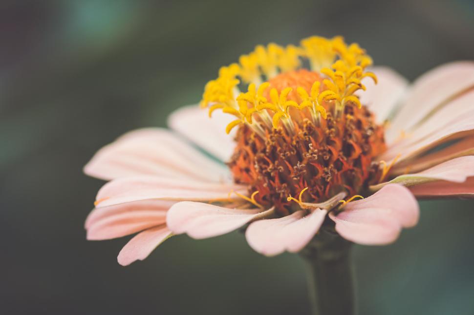 Free Image of Close-up of a delicate pink flower with yellow crown-like center. 