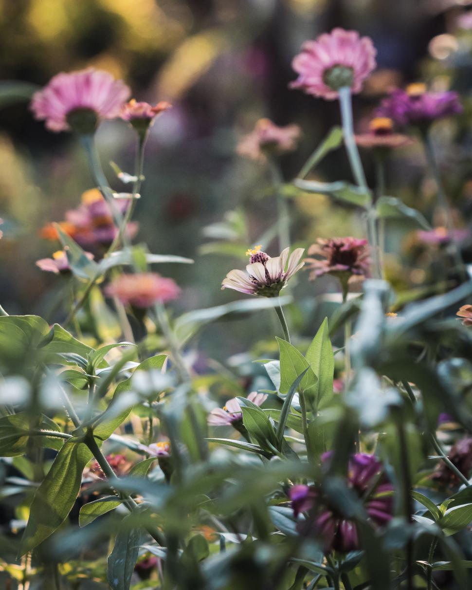 Free Image of Wild flowers in a garden displaying vibrant colors and natural beauty. 