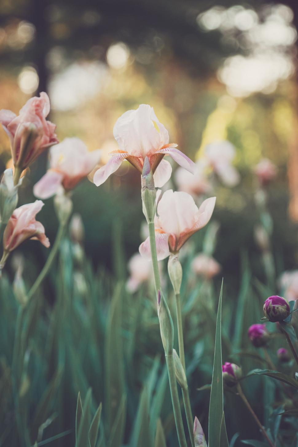 Free Image of Delicate light pink irises in a garden basking in sunlight 