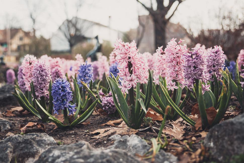 Free Image of Pink and purple hyacinths blooming vibrantly in a garden setting 