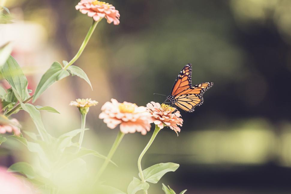 Free Image of Monarch butterfly perched on a pink flower in a garden 