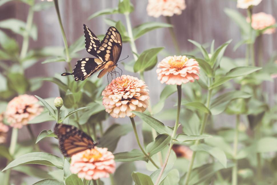 Free Image of Pair of butterflies on flowers in a lush garden setting 