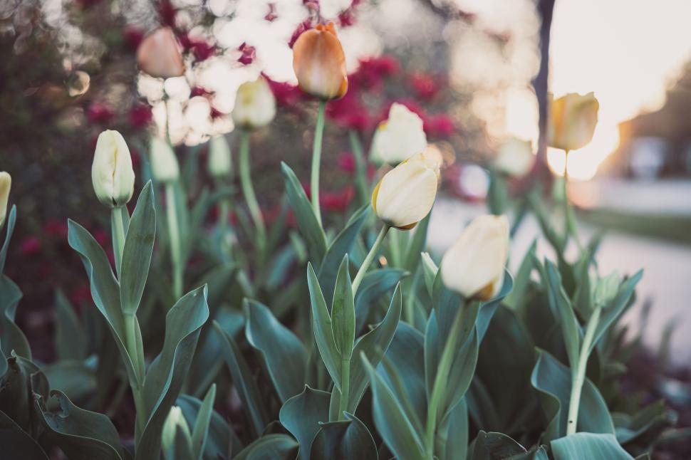 Free Image of Blooming tulips in a garden at dawn with soft sunlight in the background 