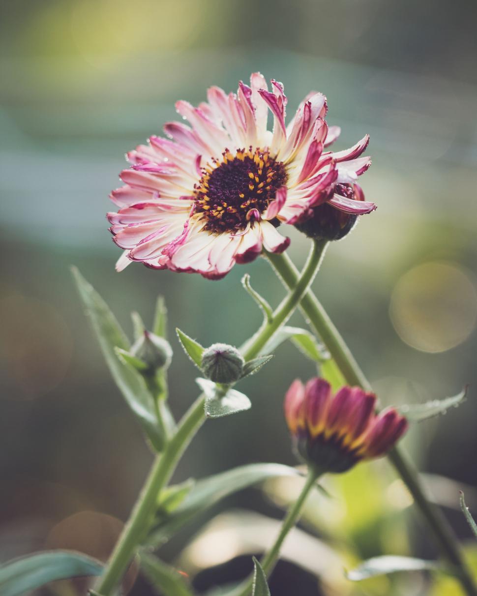 Free Image of Close-up of a vivid pink daisy flower with green stems and buds 
