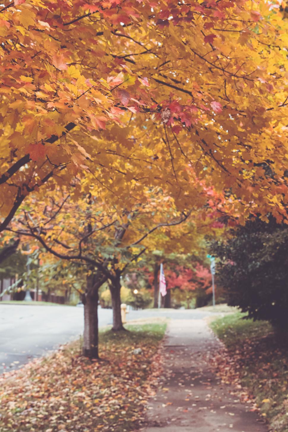 Free Image of Autumn scene with colorful foliage on tree branches and a quiet street 