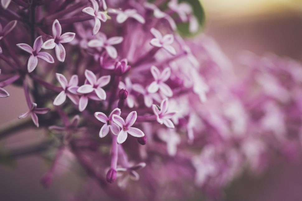 Free Image of Macro shot of purple lilac flowers in bloom with delicate petals 