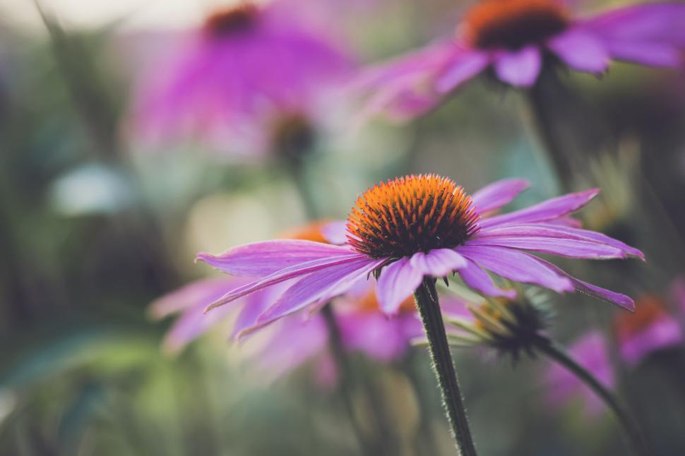 Free Image of Close-up of purple coneflowers in full bloom amidst greenery 