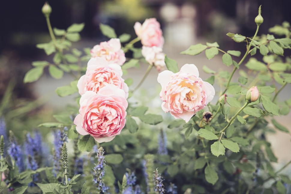 Free Image of Beautiful pink roses with green leaves in a blooming garden setting 