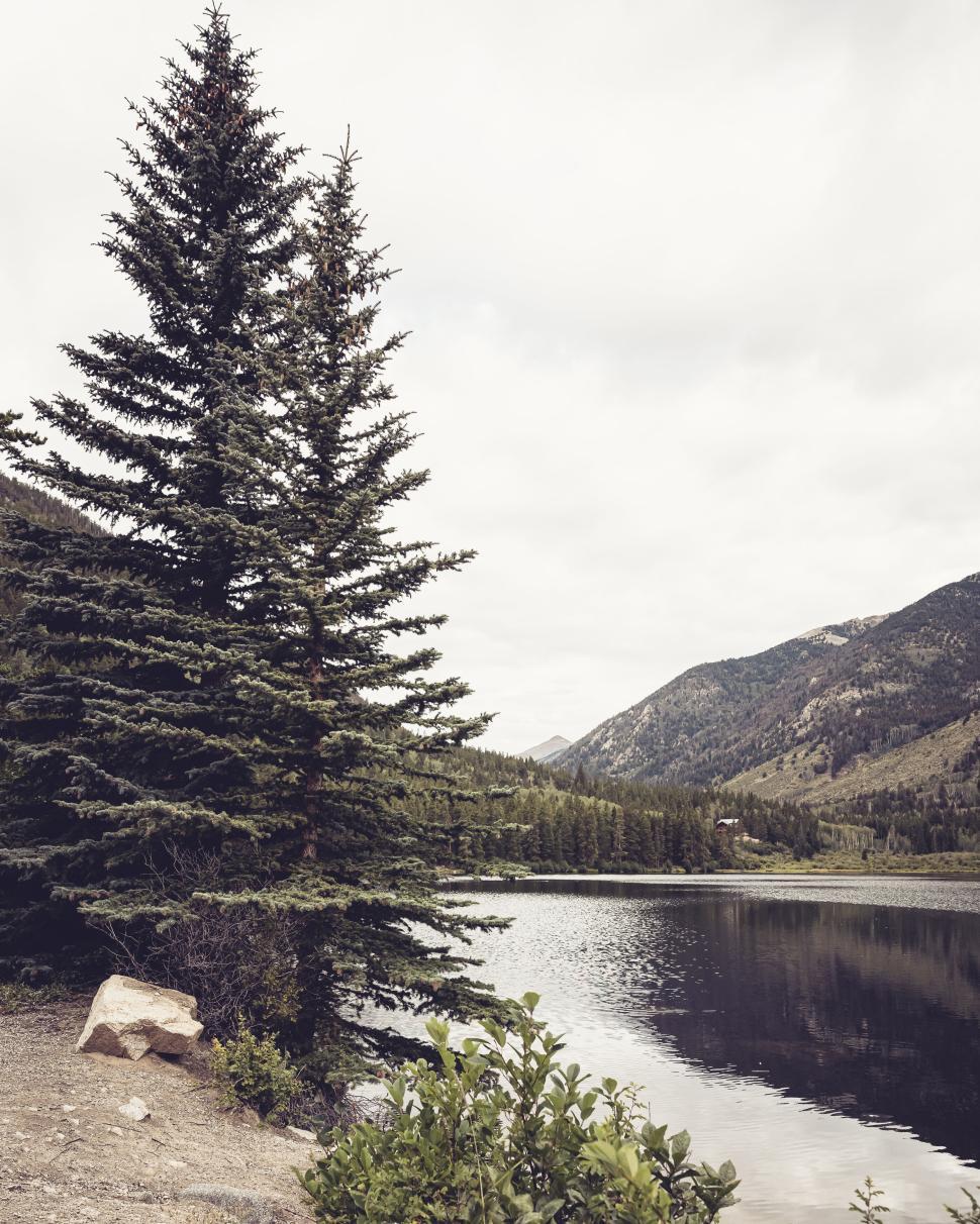 Free Image of Serene lake view with tall evergreen trees and distant mountains 