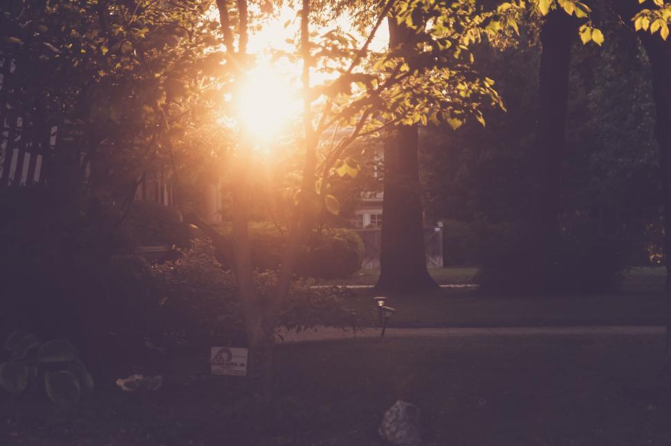 Free Image of Golden sunset casting its warm glow through trees in tranquil park 