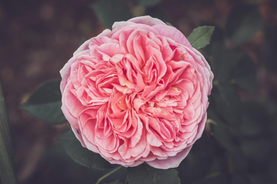 Free Image of Close-up of a pink rose showing intricate, detailed petal patterns. 